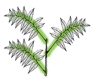 Compound leaves alternate