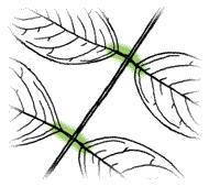 Each leaflet has a short stem