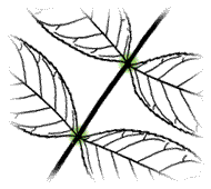 Leaflets without stems