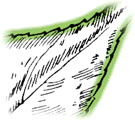 Leaflets regularly toothed