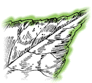 Leaflets irregularly or incompletely toothed; if toothed, then only along tip half of the margin