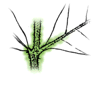 Twigs and leaf stalks hairy