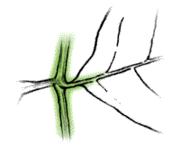 Twigs and leaf stalks usually smooth