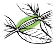 Leaf with peculiar wing-like projections along the stem between leaflets