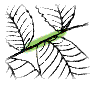 Leaf without projections as above