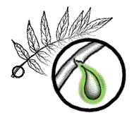 Leaves with milky sap in summer (break and squeeze a leaflet or stem)