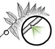 Leaves without milky sap as above