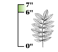 Whole leaf, including all its leaflets, usually less than 7" long; each leaflet not more than about 1 1/2" long