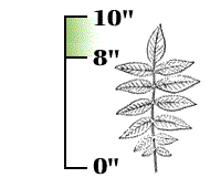 Whole leaf usually at least 8" long; each leaflet usually 2" to 4" long