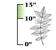Whole leaf (including its leaflets) 10" to 15" long, each leaflet 2" to 4" long