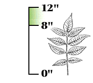 Whole leaf shorter, 8" to 12" long, each leaflet longer than above, 3" to 5" long