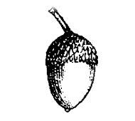 Acorn
