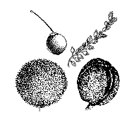 Other fruit, not above