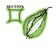 Fruits enclosed in a characteristic pod, 1" to 2" long, with four broad wings