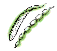 Fruits in pod, not as above