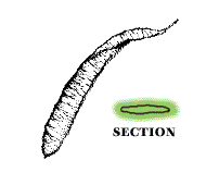 Fruits enclosed in flat pod