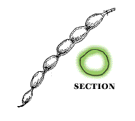 Fruits in round pod look like a string of beads