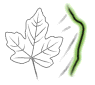 Leaves with teeth rounded