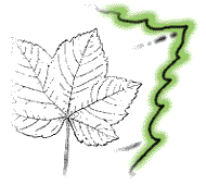 Leaves with teeth pointed