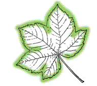 Leaves distinctly 5-lobed to 11-lobed