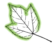 Leaves mostly appear 3-lobed, sometimes with extra, small basal lobes