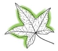 Bases of lobes broad