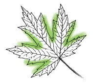 Bases of lobes narrow