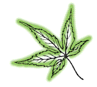 Lobes very long, with deep notches