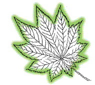 Lobes shorter, with shallower notches