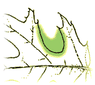 Leaf deeply lobed, more than 1/2 way to the mid-rib