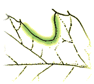 Leaf not deeply lobed, not more than 1/2 way to mid-rib