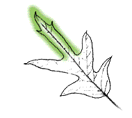 Middle lobe of leaf very narrow and very long, about 1/2 length of leaf