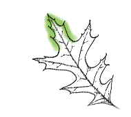 Middle lobe of leaf not as above