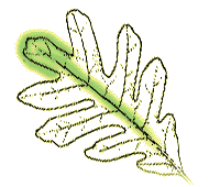 Main vein of leaf ends in a lobe