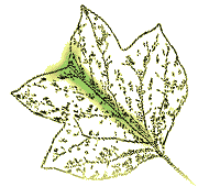 Main vein ends in a notch 