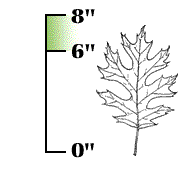 Leaves large, mostly 6" to 8" long