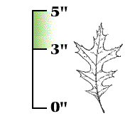 Leaves relatively smaller, 3" to 5" long