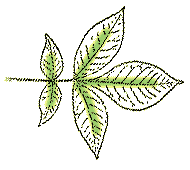 Most leaves with 5 – 7 leaflets