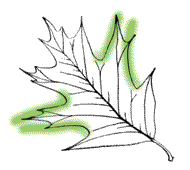 Thin leaves, side lobes usually narrow toward tips