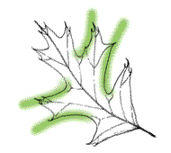 Thick, leathery leaves, side lobes usually wide toward tips