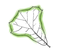 Lobed very shallowly, some leaves may seem unlobed