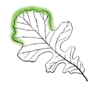 End lobe large, larger than side lobes