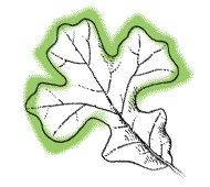 Three end lobes much larger than lobes near base; side lobes nearest end large and squarish