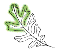 Three end lobes not as above, similar to other lobes; side lobes nearest end similar to other lobes
