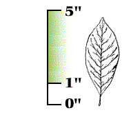 Leaves 1" to 5" long