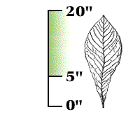 Leaves 5" to 20" long, mostly more than 6"