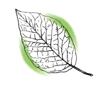 Leaf widest near middle