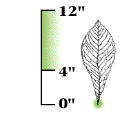 Leaves large, 4" to 12" long, with very short leaf stem