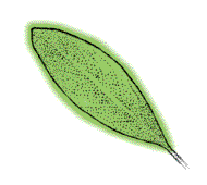 Leaves covered with silver scales, silvery beneath