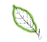 Leaves not covered with silver scales